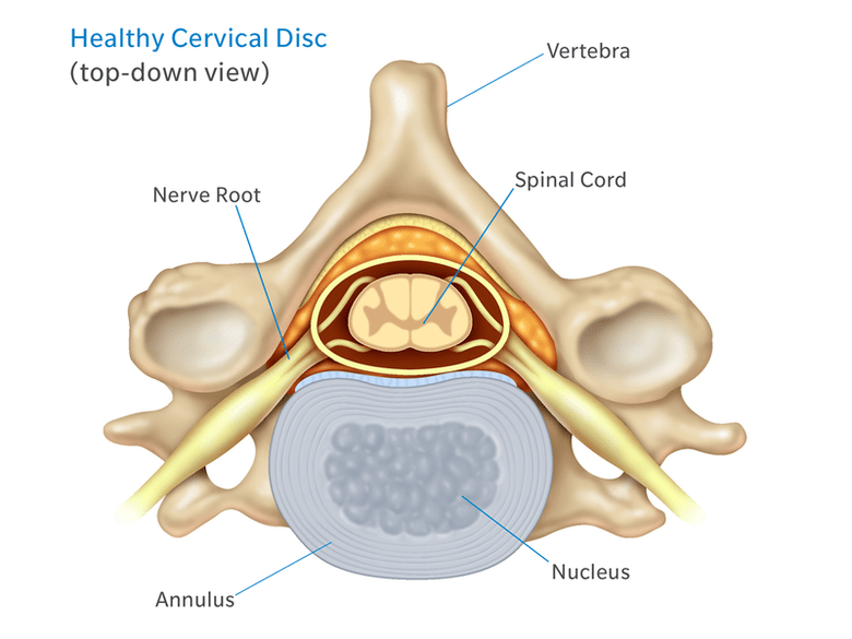 İntervertebral diskin yapısı